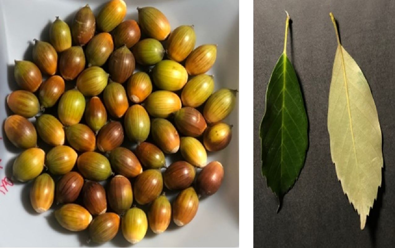 상록성 참나무류 도토리 껍질, 피부 관리에 우수한 효능 확인 이미지2