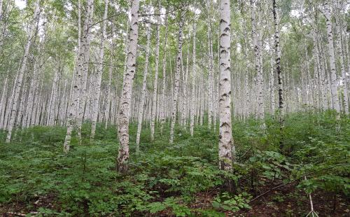 숲의 구조에 따라 산림치유 효과가 달라진다
