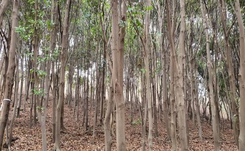 탄소 흡수 능력 높은 붉가시나무로 기후변화 대응한다