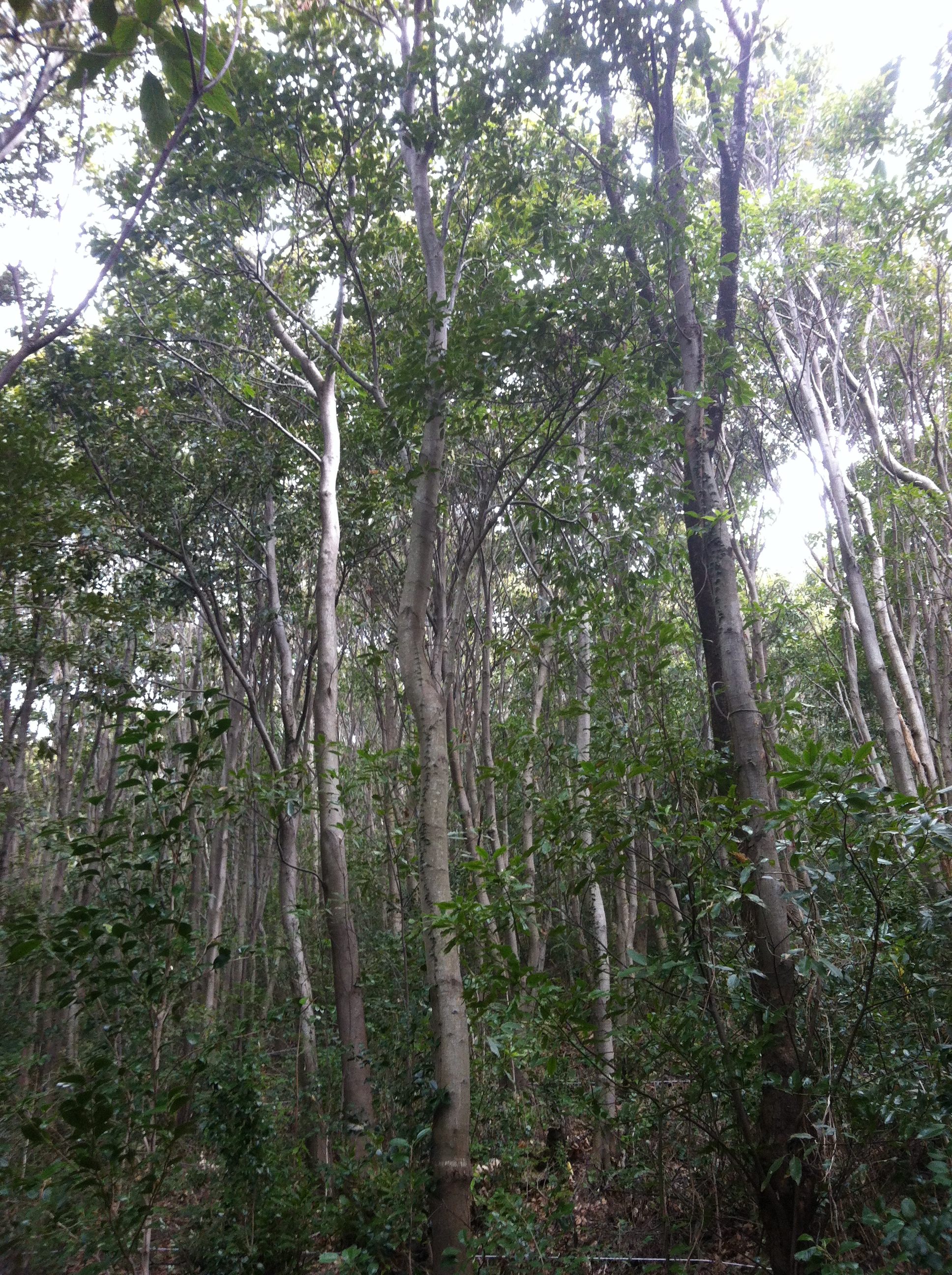 탄소 흡수 능력 높은 붉가시나무로 기후변화 대응한다 이미지2