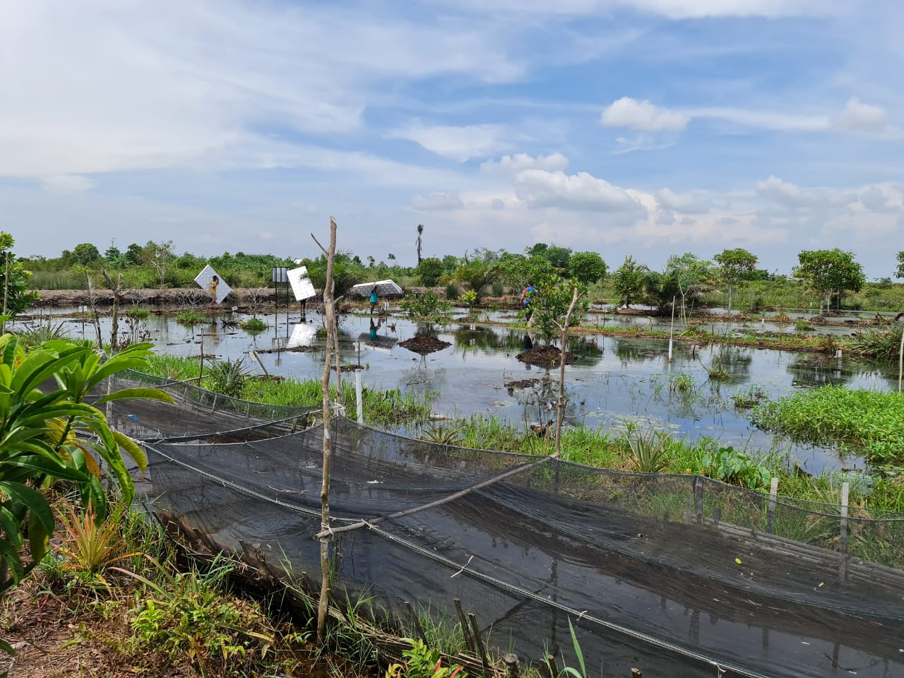 인도네시아 이탄지 복원을 위한 자료집 발간 이미지3
