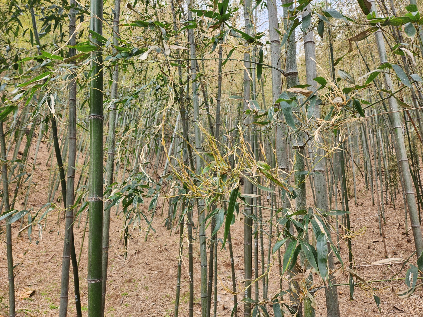 국립산림과학원, 건강한 대나무숲 관리를 위한 현장간담회 개최 이미지3