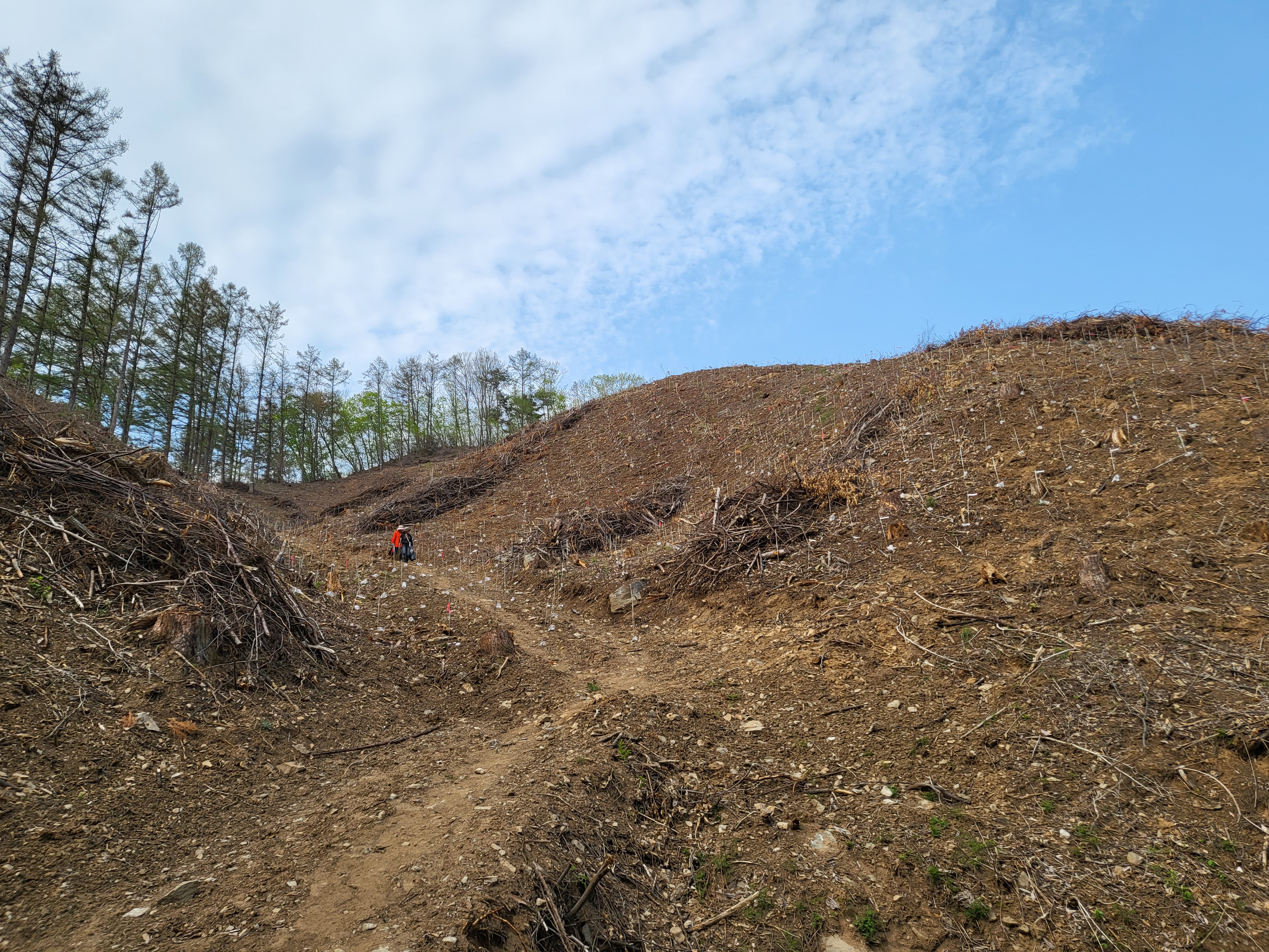 국립산림과학원, 경제수종 낙엽송 개량을 위한 시험림 조성 이미지2