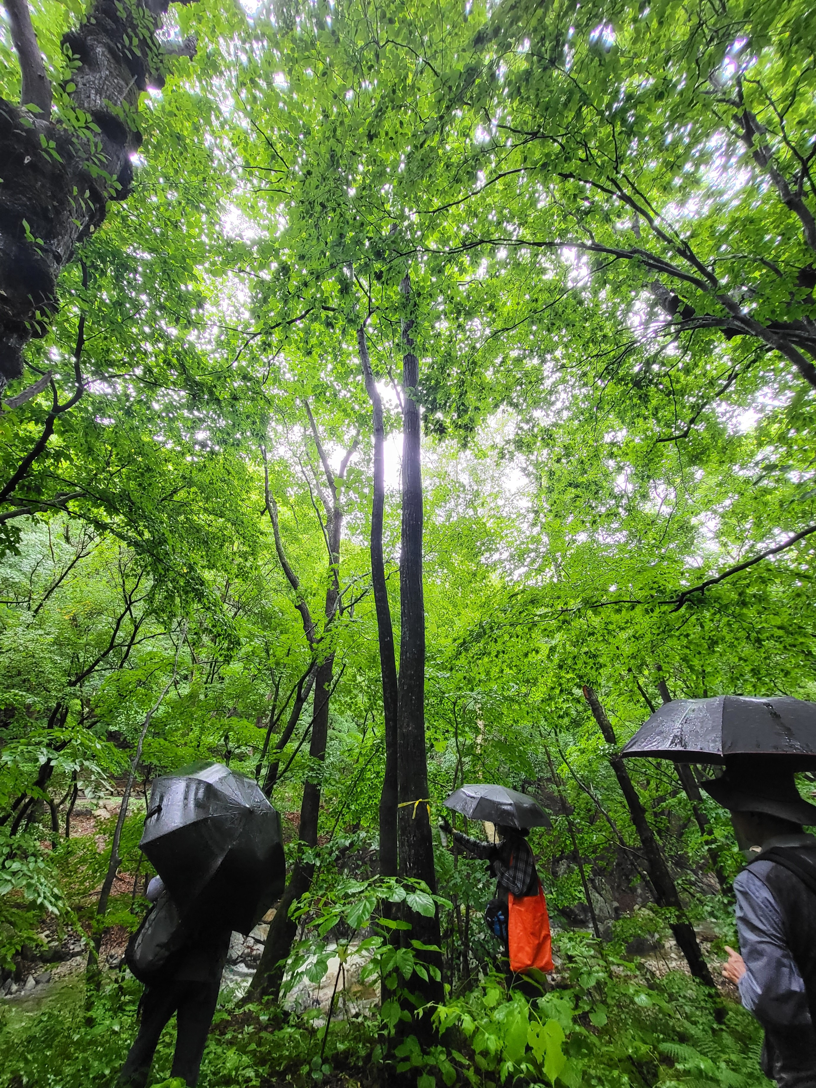 국산 활엽수 찰피나무, 용재수 개량 연구 착수 이미지2
