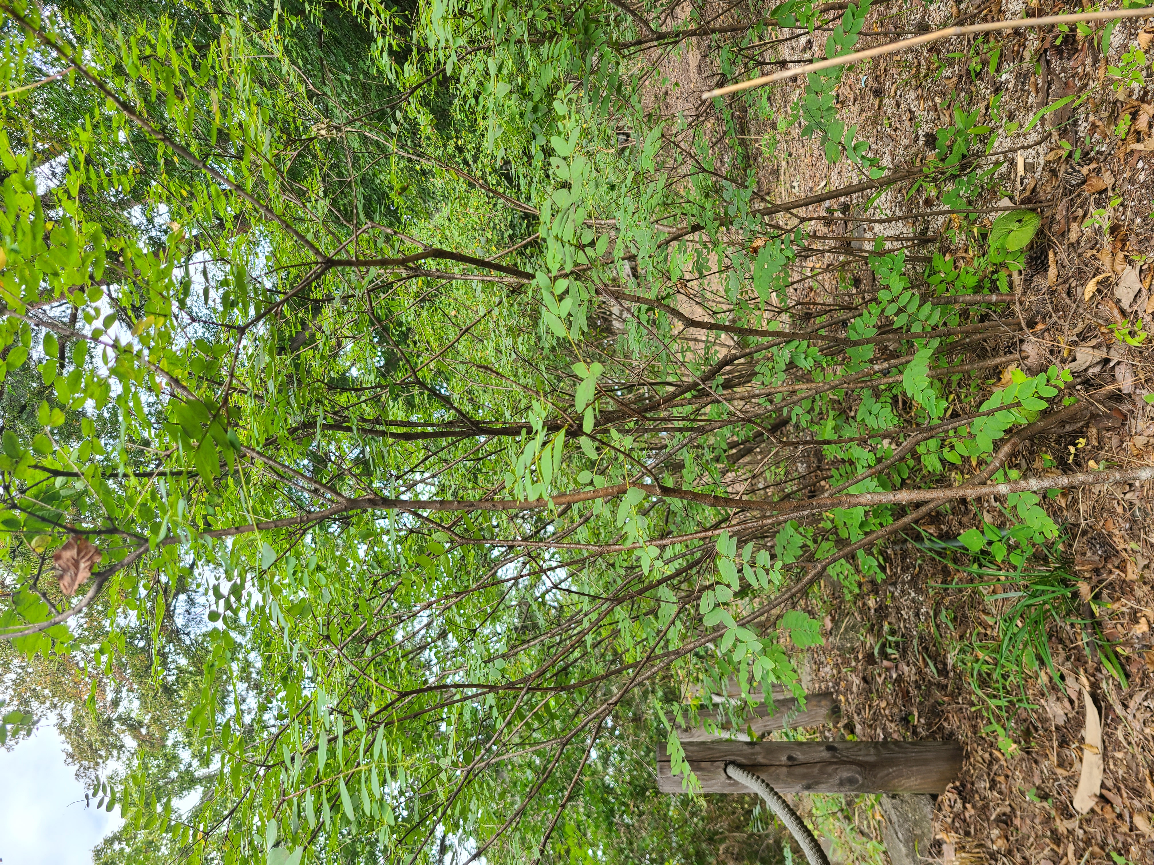 희귀한 산닥나무, 수피는 우수한 한지 원료 이미지2