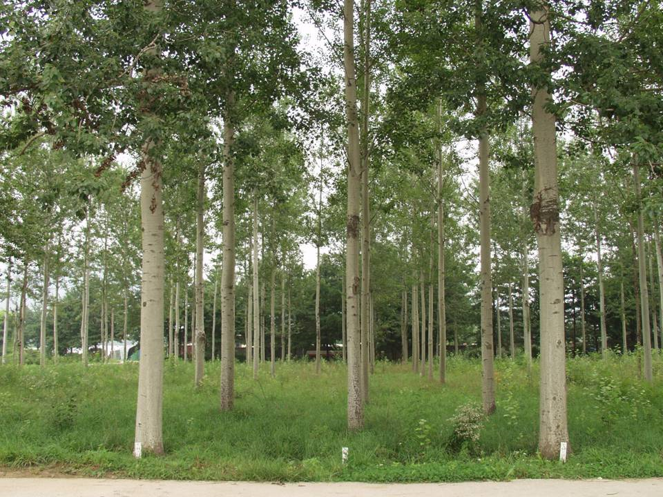 국립산림과학원, 기후변화 대비 가뭄에 강한 현사시나무 클론묘 선발 이미지1