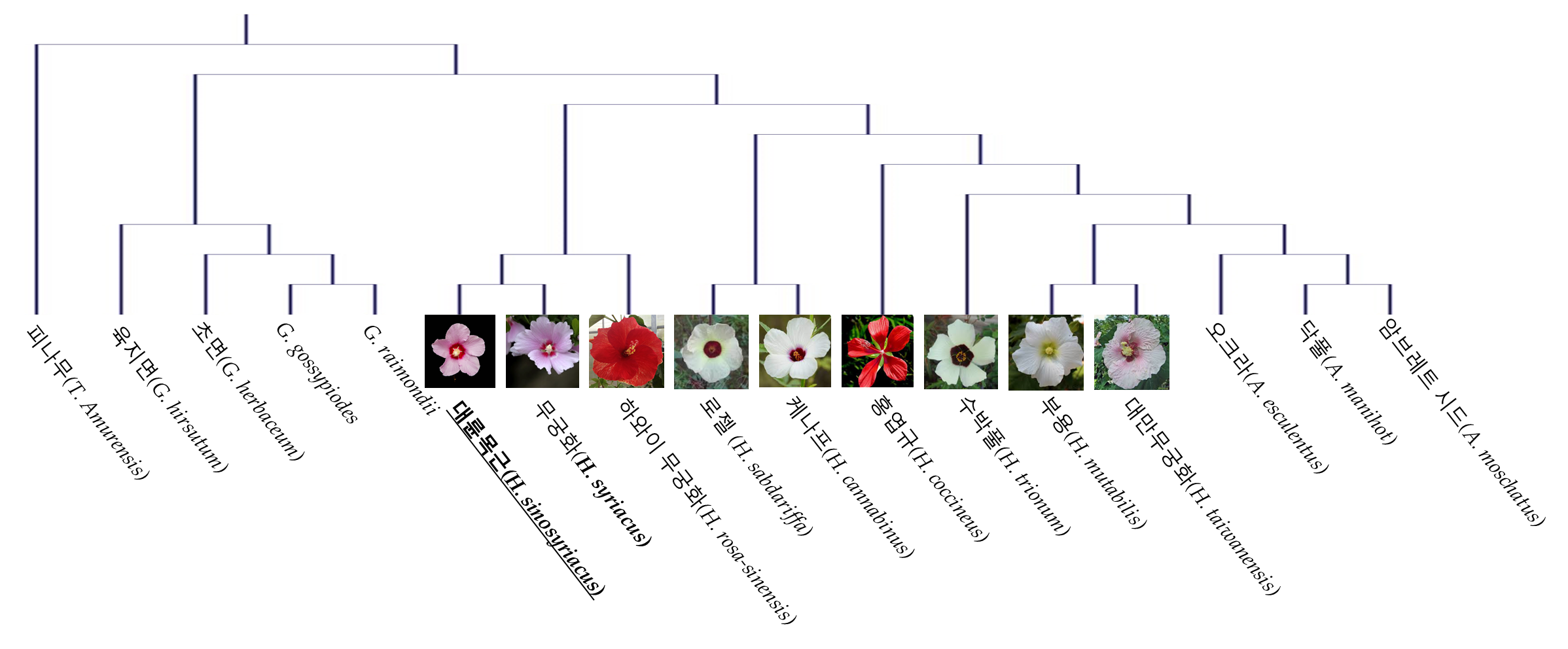 무궁화 속 식물 대륜목근의 품종 ‘서봉’, 엽록체 유전체 지도 완전 해독 이미지2