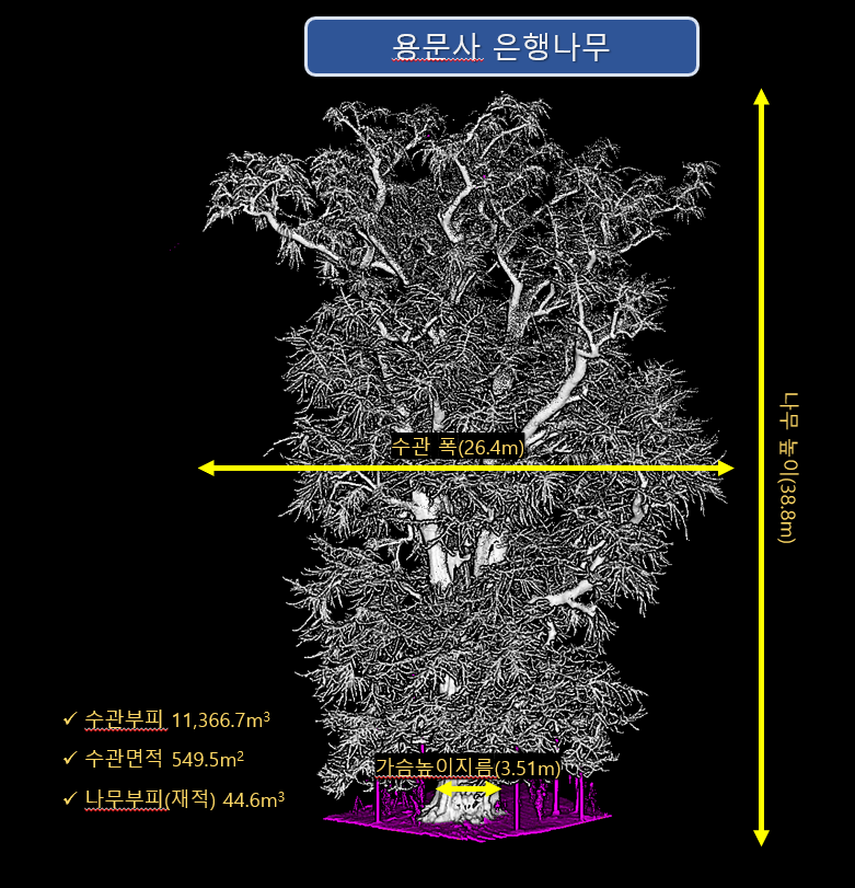 국립산림과학원, 우리나라에서 가장 큰 나무인 용문사 은행나무의 정확한 신체검사 완료! 이미지1
