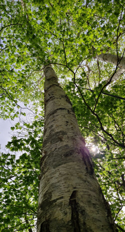 국립산림과학원, 거제수나무 보호를 위한 연구결과 발간 이미지1