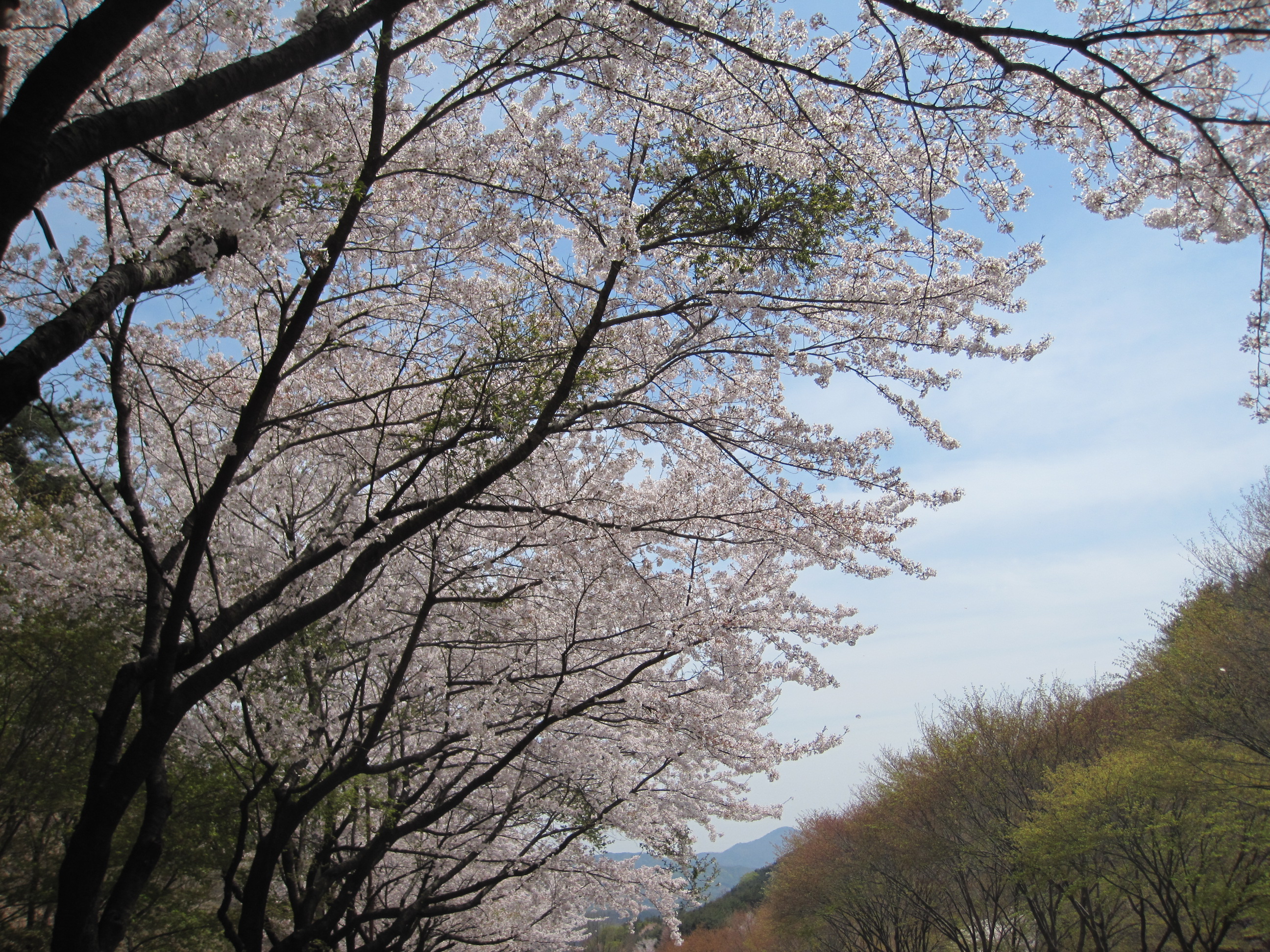 벚꽃구경 방해하는 ‘벚나무 빗자루병’, 올바른 관리가 중요 이미지1