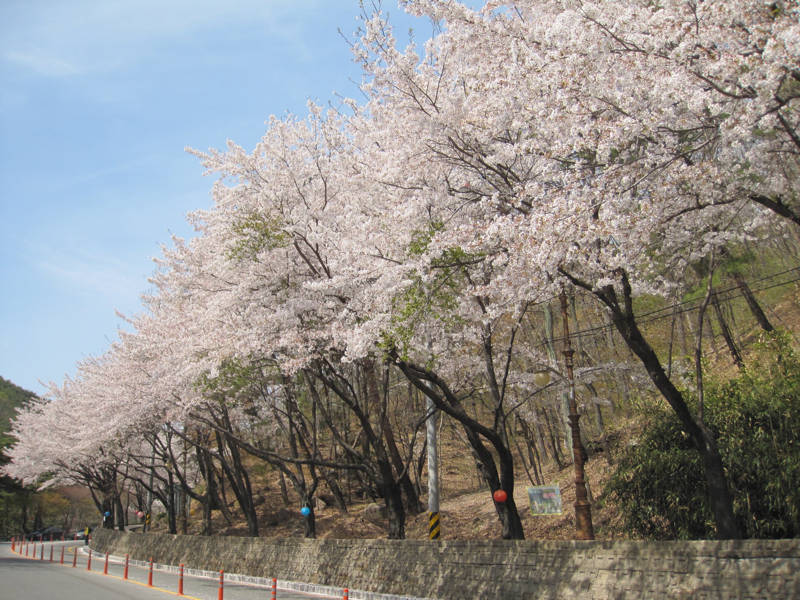 벚꽃구경 방해하는 ‘벚나무 빗자루병’, 올바른 관리가 중요 이미지2