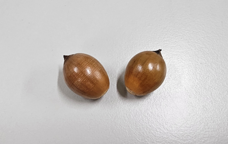피부 개선 효과 탁월한 종가시나무 도토리, 기술이전으로 일상 속 활용 기대! 이미지4