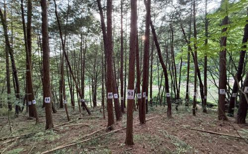 AI 기반 자동화 기술로 우리나라 대표 수종 자동으로 분류한다!