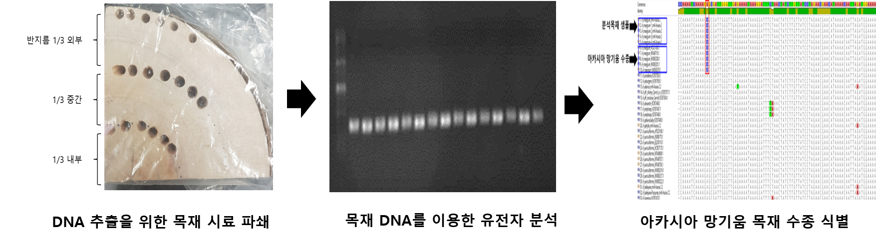 산림생명자원, 유전자 정보 통해 과학적으로 관리한다! 이미지2